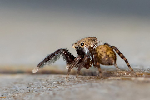 Jumping Spider (Neon australis) (Neon australis)